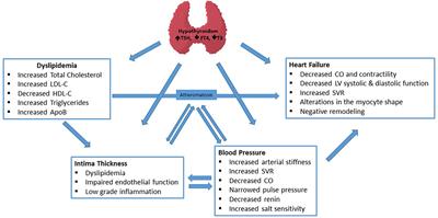 Hypothyroidism: Cardiovascular Endpoints of Thyroid Hormone Replacement